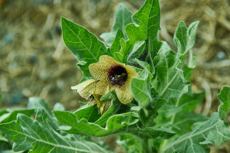 Fritillaria verticillata is an Asian plant in the lily familyの写真素材