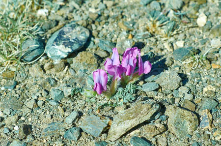 Oxytropis anertii,  genus of plants in the legume family,Mongolia