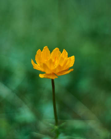 Trollius altaicus is an ornamental plant of the family Ranunculaceae, which is native of Asia and Europeの写真素材
