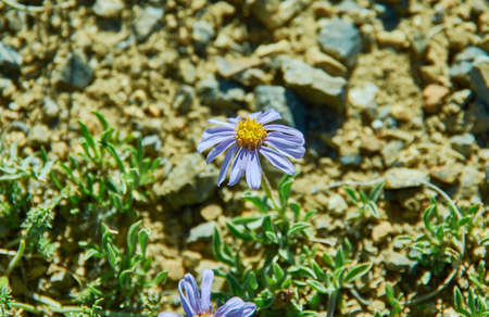 Erigeron alpicola, is an Asian species of flowering plants in the daisy family.