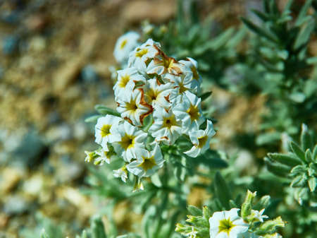 White flower , Mongolian Altai, mongoliaの写真素材