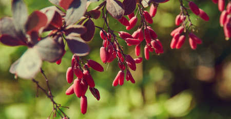 berries of barberry on a branch on a blurred background