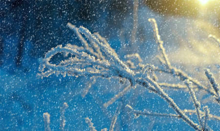 Winter landscape.Winter beauty sceneの写真素材