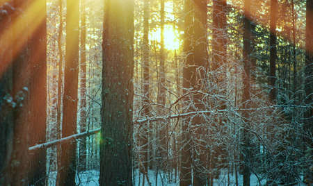 winter landscape with the pine forest and sunset