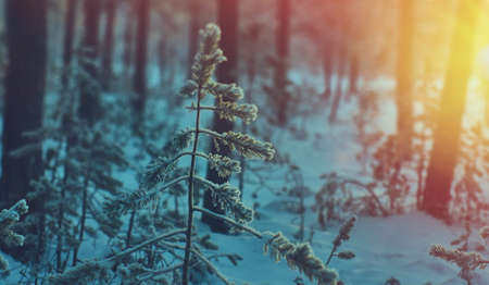 winter landscape with the pine forest and sunsetの写真素材