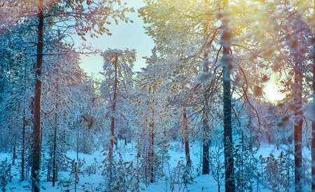 winter landscape with the pine forest and sunset, Shallow depth-of-field