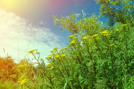 Tansy (Tanacetm vulgare) flower under blue skyの写真素材