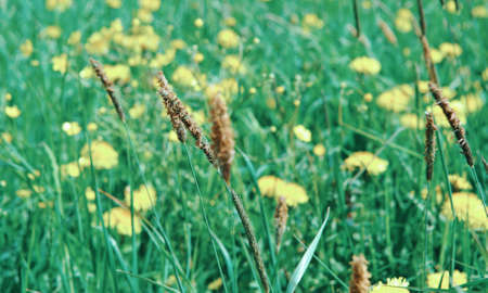 Russian meadow with dandelions and Timothy-grass .Arkhangelsk region. Russian North.