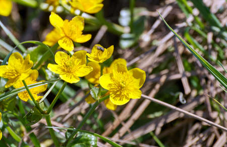 Spring meadow with flowers Caltha  rhizomatous perennial flowering plants in the family...