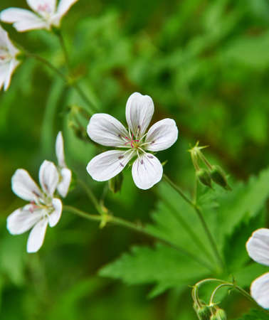 Geranium pratense - meadow geranium, species of flowering plant in the family Geraniaceae, native to...