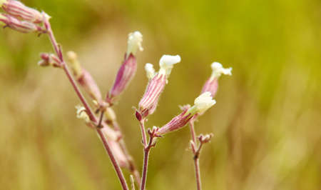 Silene vulgaris, bladder campion, plant species of the genus Silene of the family Caryophyllaceae. It is native to Europeの写真素材