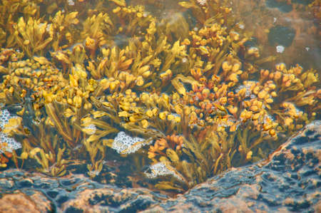 White Sea Fucus Belomorsky, Brown algae, genus of brown algae found in the intertidal zones of rocky...