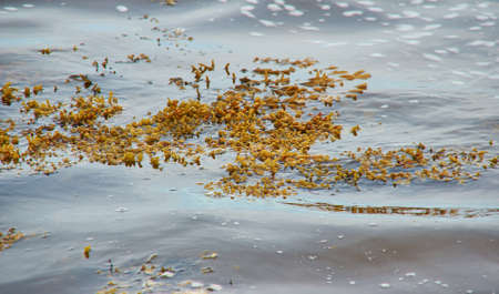 White Sea Fucus Belomorsky, Brown algae, genus of brown algae found in the intertidal zones of rocky...
