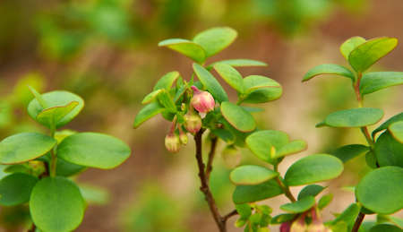 Small pale pink flowers northern bilberry close uo, Vaccinium uliginosum