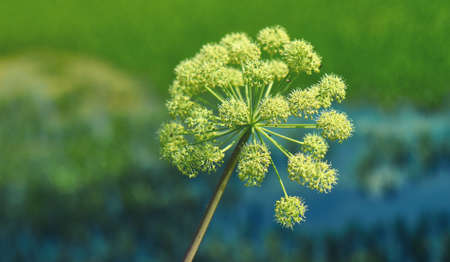 Norwegian angelica, Angelica archangelica, biennial plant from the family Apiaceae, a subspecies of which is cultivated for its sweetly scented edible stems and rootsの写真素材