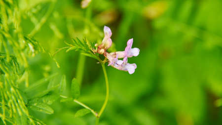 Acinos arvensis genus of ten species of annual and short-lived evergreen perennial woody plants...