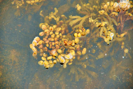 White Sea Fucus Belomorsky, Brown algae, genus of brown algae found in the intertidal zones of rocky...