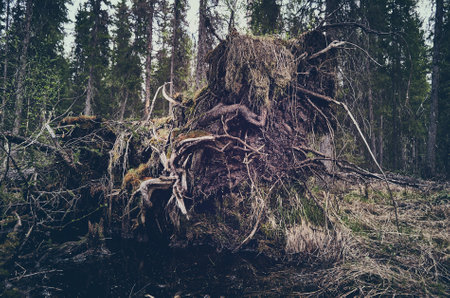 Langkal - much loved kale leaves dish in Swedenの写真素材