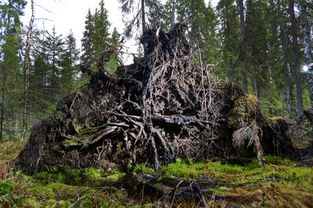 Upprooted spruce tree in the forest.Roots of a Dead Tree