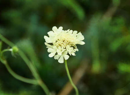 Carduus crispus among flowering plants in the aster family, Asteraceae, and the tribe Cynareaeの写真素材
