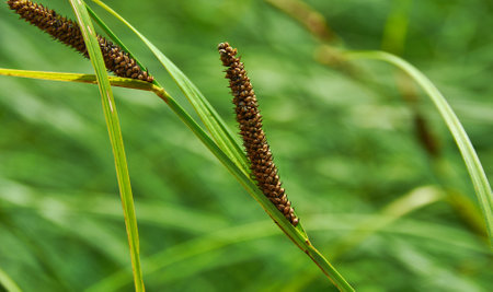 Potentilla erecta, herbaceous perennial plant belonging to the rose family