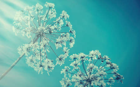Crystal snow-flowers against the blue sky. Winter wonder of nature crystals of frost.Winter scene...