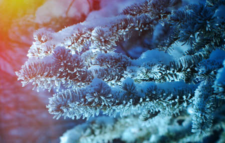 Pine snow branch, winter landscape with the pine forest and sunset, Shallow depth-of-field