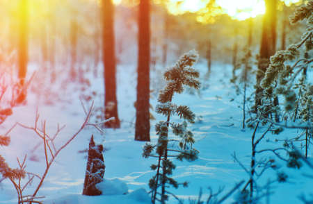 Pine snow branch, winter landscape with the pine forest and sunset, Shallow depth-of-fieldの写真素材