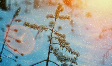 Pine snow branch, winter landscape with the pine forest and sunset, Shallow depth-of-fieldの写真素材