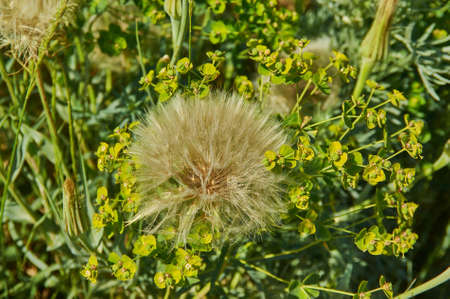 Securigera varia, commonly known as crownvetch or purple crown vetch, is a low-growing legume vine