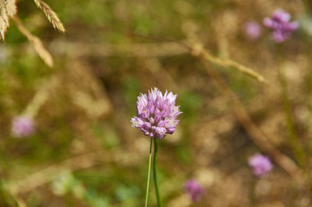 Galium verum herbaceous perennial plant of the family Rubiaceae. It is widespread across most of...