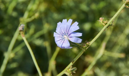 Rosa floribunda Bonica - Garden roses are predominantly hybrid roses that are grown as ornamental plants in private or public gardensの写真素材