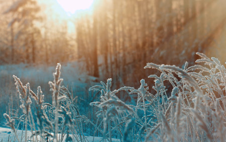 Winter scene .Frozenned flower .pine forest and sunsetの写真素材