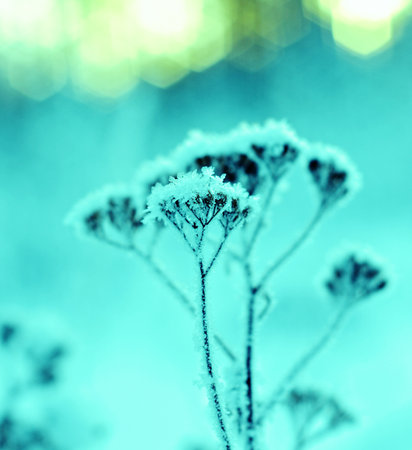 Winter landscape.Winter scene.Frozen flowerの写真素材