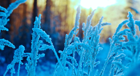 Winter scene .Frozenned flower .pine forest and sunset