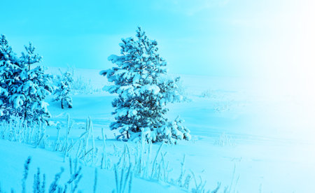 Beautiful Christmas landscape, winter pine forest seaside dunesの写真素材