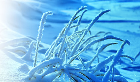 Beautiful Christmas landscape, winter forest with the pineの写真素材