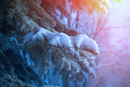 Winter frost on spruce tree close-up .Shallow depth-of-field.の写真素材