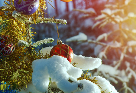 bright Christmas bauble from a snow covered Christmas Tree Branch in spruce forest , copy spaceの写真素材