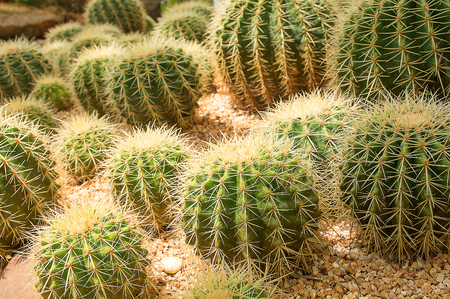De-focused, Yellow glowing cactus in a garden ,with soft lightの写真素材