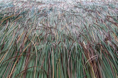 Beautiful Decorative artificial for fake grass  leaf backgroundの写真素材