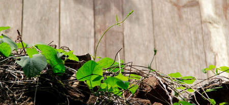 Green leavesの写真素材