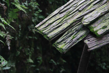 the eaves under natureの写真素材