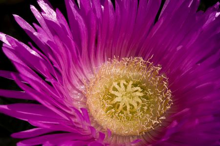 Pig Face fowerの写真素材