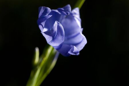 Blue Grass Lilyの写真素材