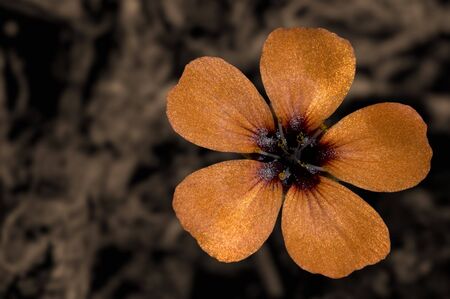 Broad-Stigma Sundew flowerの写真素材