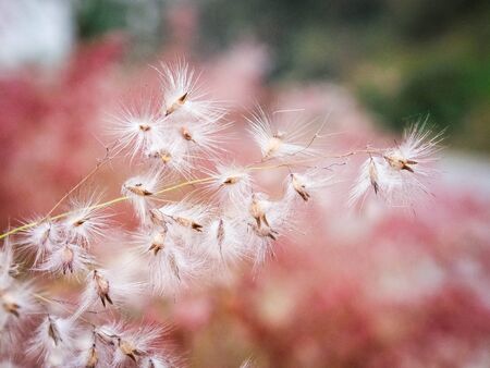 Grass flowers waysideの写真素材