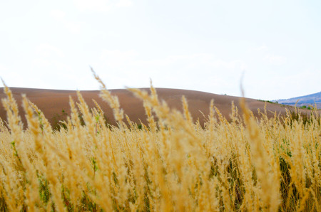 Autumn desertの写真素材