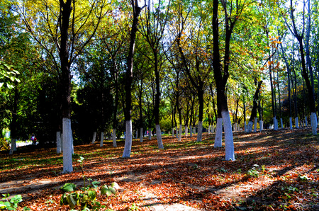 Autumn forestの写真素材