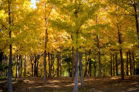 Autumn forestの写真素材